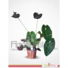 Anthurium Plants