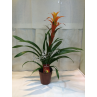  Orange GUZMANIA