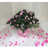 Pink AZALEA PLANT (MP5)