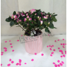 Pink & White AZALEA PLANT