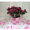 Red Azalea Plant