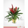 red Guzmania Plants 