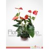 Anthurium Plants 