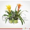 Twin Guzmania Plants