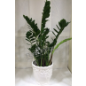 Zamia 